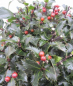 Preview: Ilex meserveae Winterjuwel Kugel 2